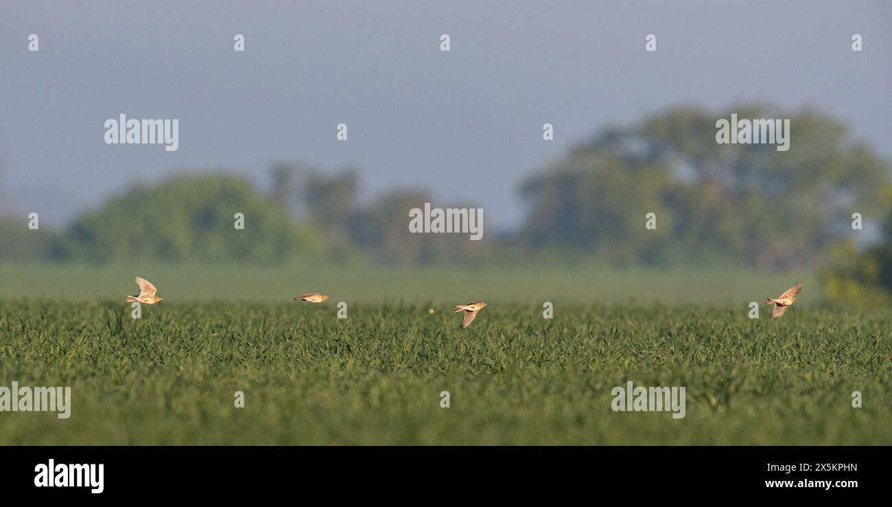 Un plan d'action spectaculaire de quatre skylarks ( Alauda arvensis ) en plein vol , se poursuivant à travers la récolte des agriculteurs. Suffolk, Royaume-Uni Banque D'Images