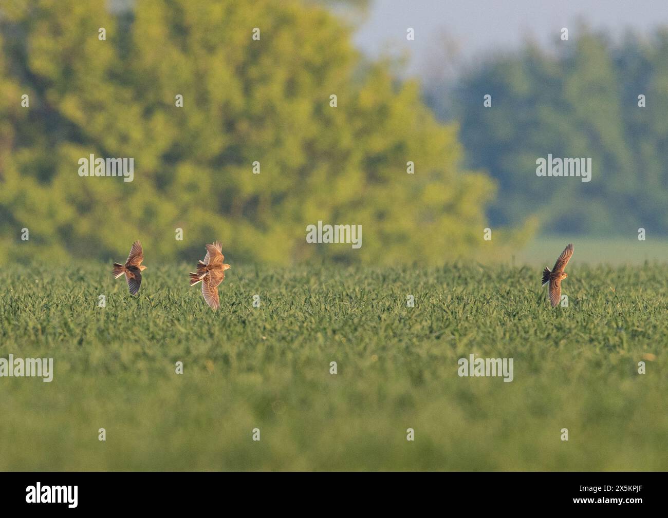 Un plan d'action spectaculaire de trois skylarks ( Alauda arvensis ) en plein vol , se poursuivant à travers la récolte des agriculteurs. Suffolk, Royaume-Uni Banque D'Images