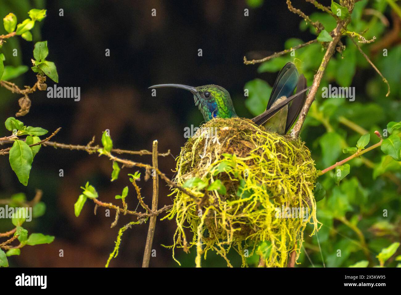 Costa Rica, Cordillera de Talamanca. Colibri violetear vert sur le nid. Banque D'Images