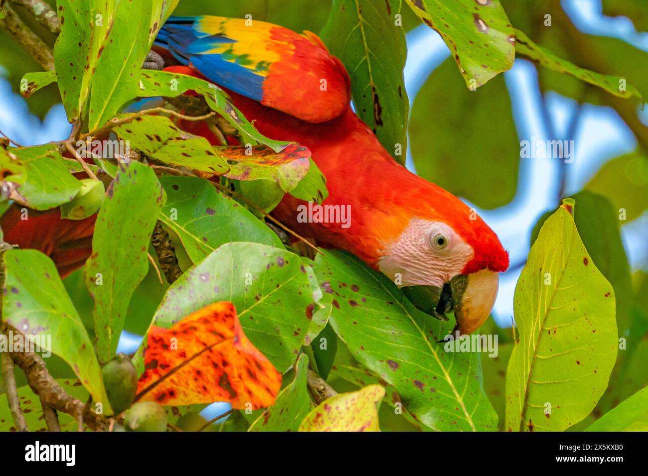 Costa Rica, Parque Nacional Carara. Aras écarlate dans l'arbre. Banque D'Images