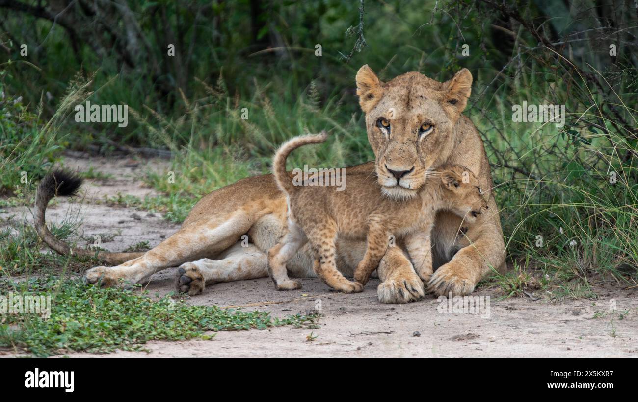 Un lion, Panthera Leo, frottant contre sa mère. Banque D'Images