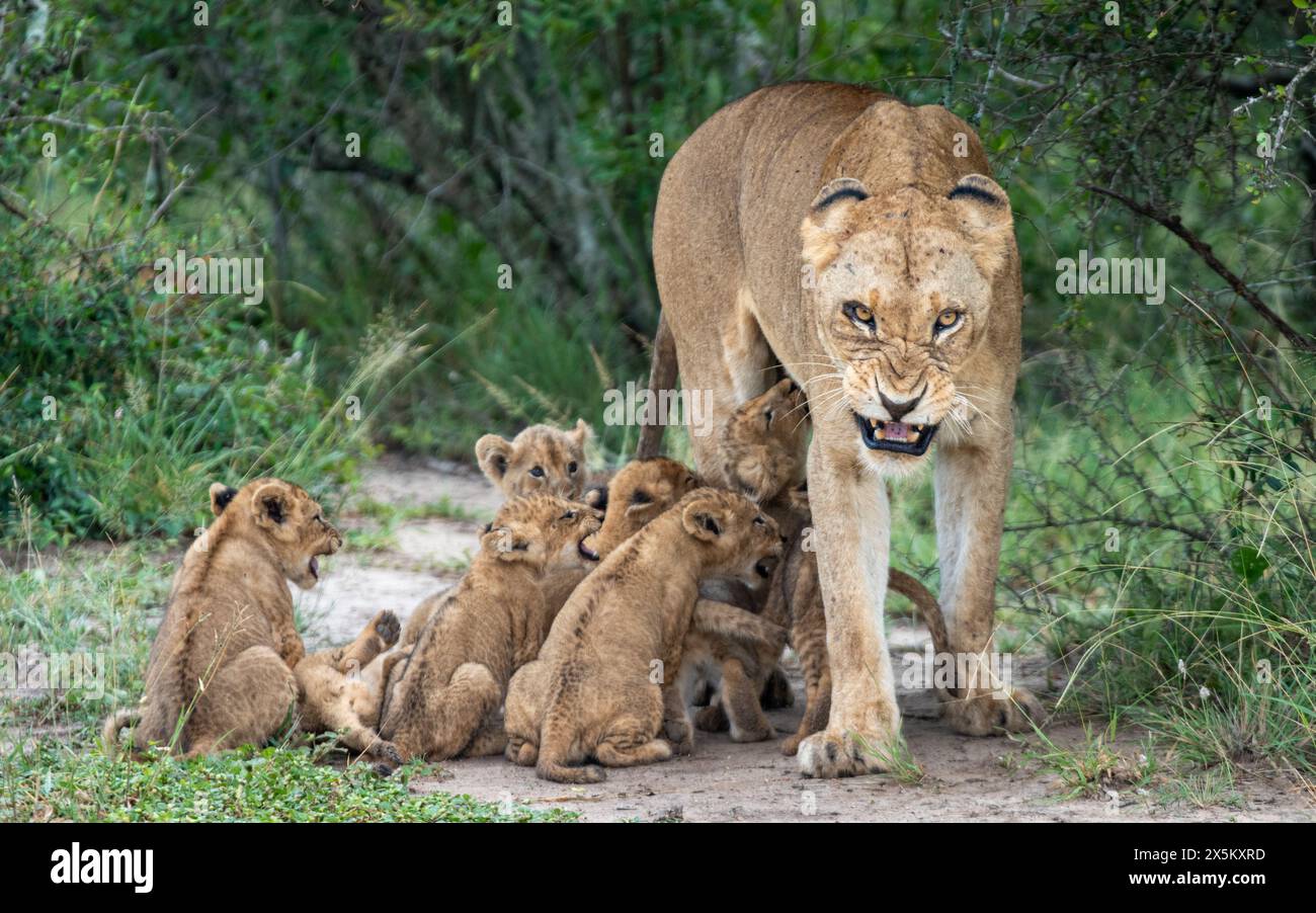 Une lionne hurle pendant que ses petits tentent de téter, Panthera Leo. Banque D'Images
