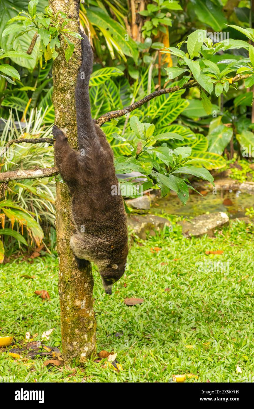 Costa Rica, Vallée de Tuis. Gros plan de coatimundi à l'envers sur l'arbre. Banque D'Images