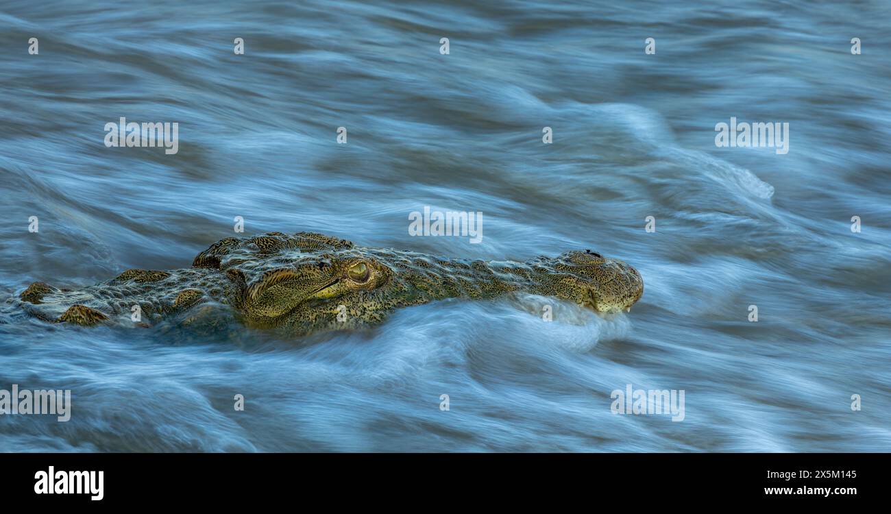 Un crocodile, Crocodylus niloticus, submergé dans l'eau. Banque D'Images