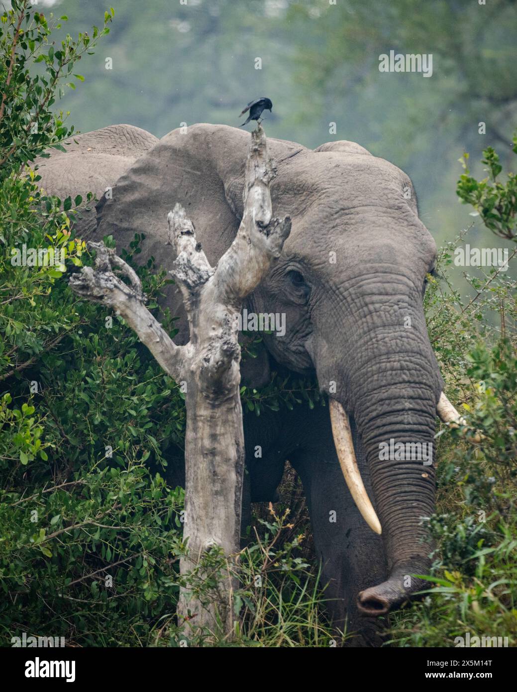 Un éléphant, Loxodonta africana, qui marche à travers le feuillage. Banque D'Images