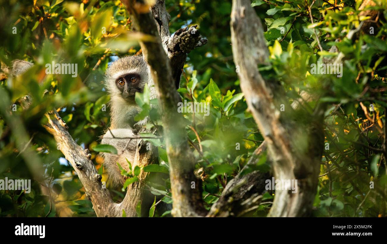 Un singe vervet, Chlorocebus pygerythrus, assis dans un arbre. Banque D'Images