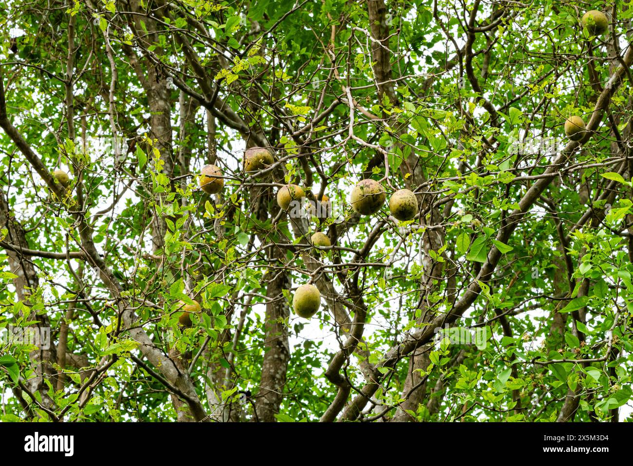 Vue en bas angle du fruit de Bael, coing du Bengale, Bilak, Bael (Aegle mamelos) suspendu dans l'arbre. Banque D'Images