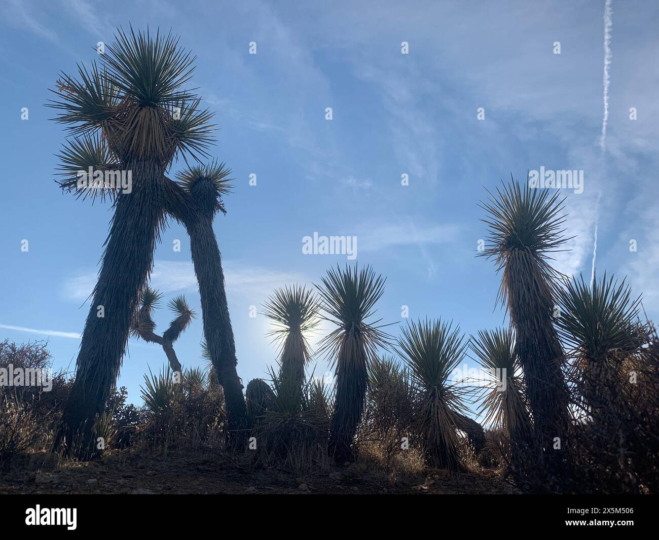 Arbres Yucca brevifolia contre ciel bleu Banque D'Images