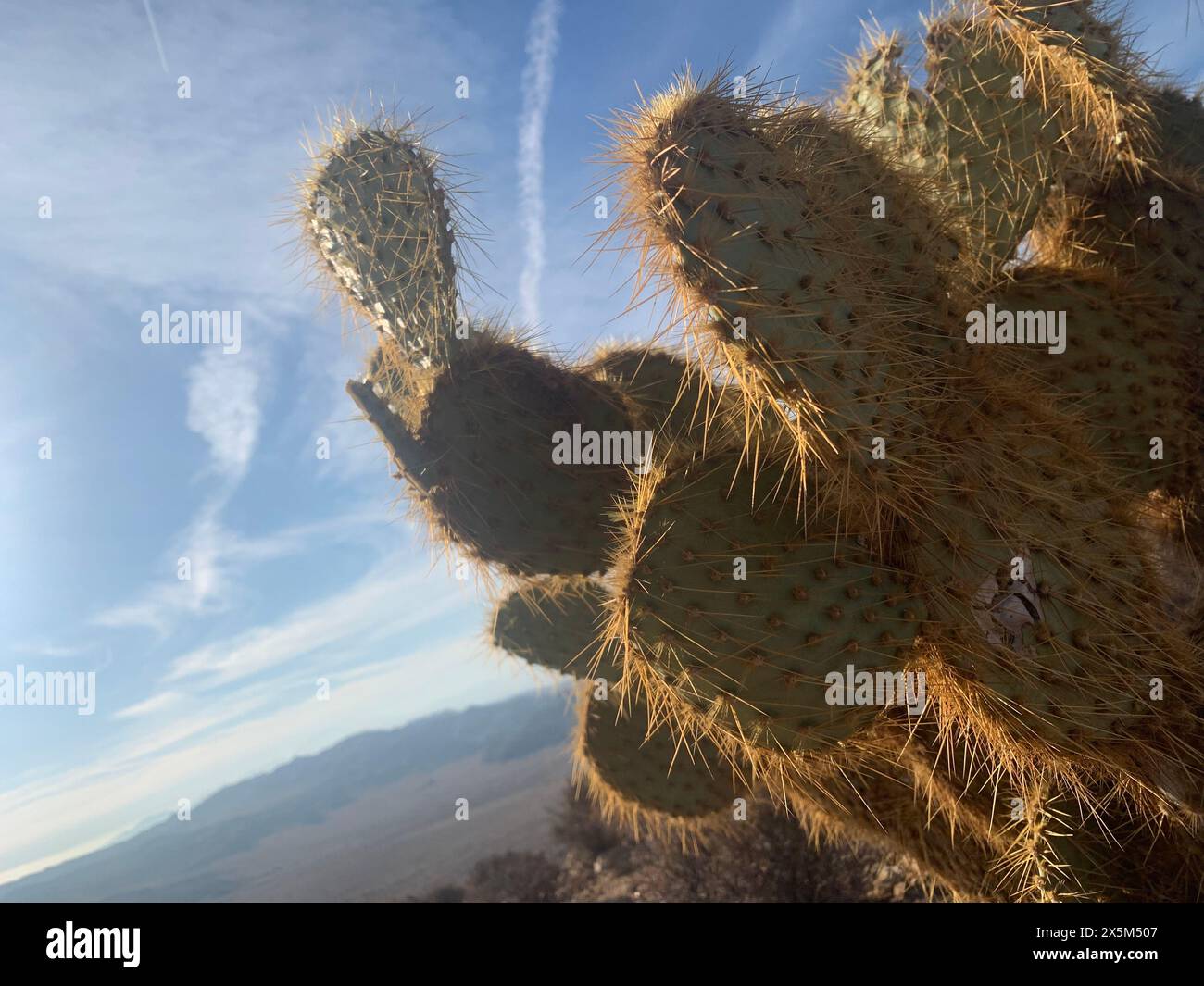 Gros plan du cactus dans le désert Banque D'Images