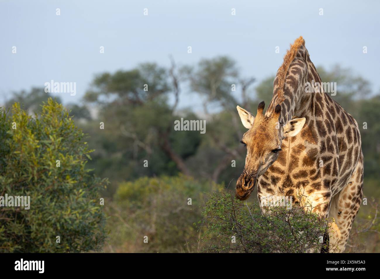 Une girafe, Giraffa, qui se nourrit. Banque D'Images