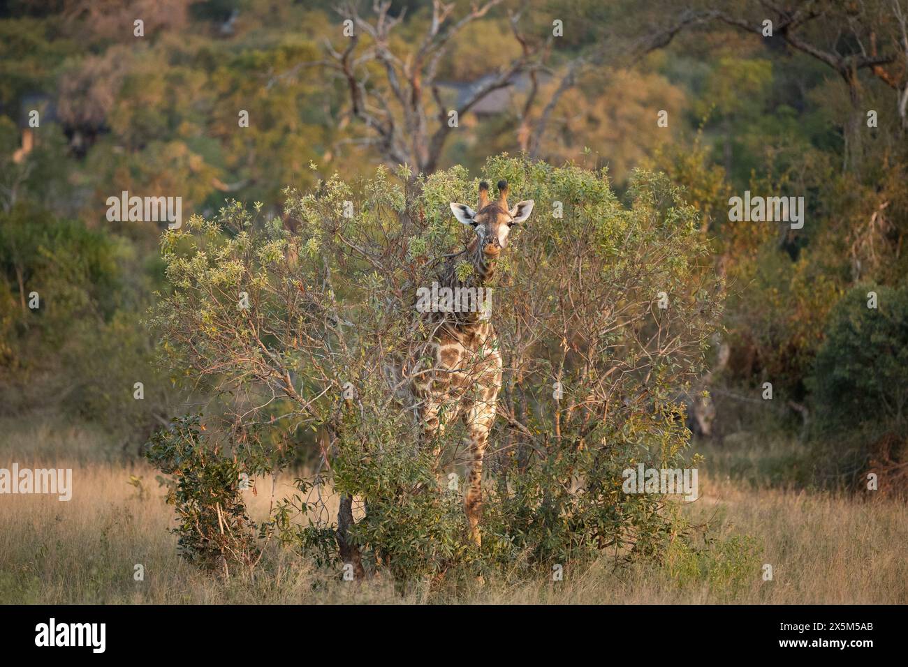 Une girafe, Giraffa, qui se nourrit. Banque D'Images