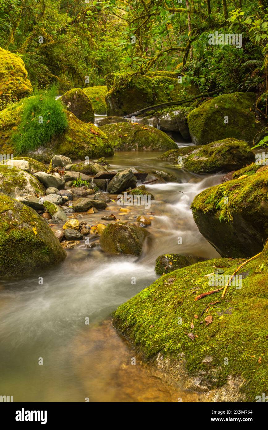 Costa Rica, Cordillera de Talamanca. Rapides de la rivière Savegre. Banque D'Images