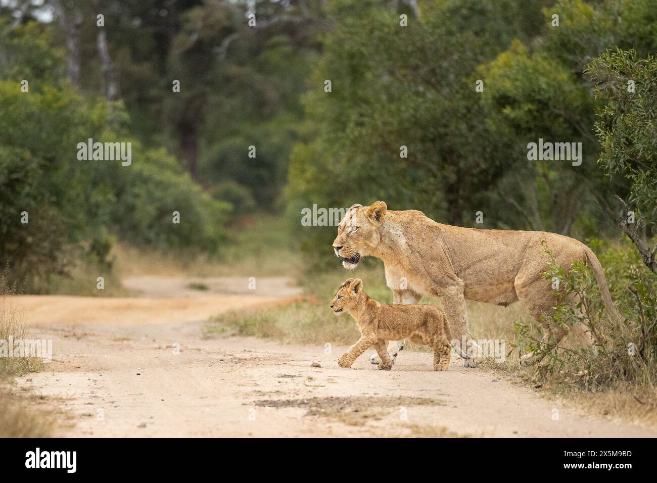 Une lionne et ses petits, Panthera leo, traversant une route. Banque D'Images