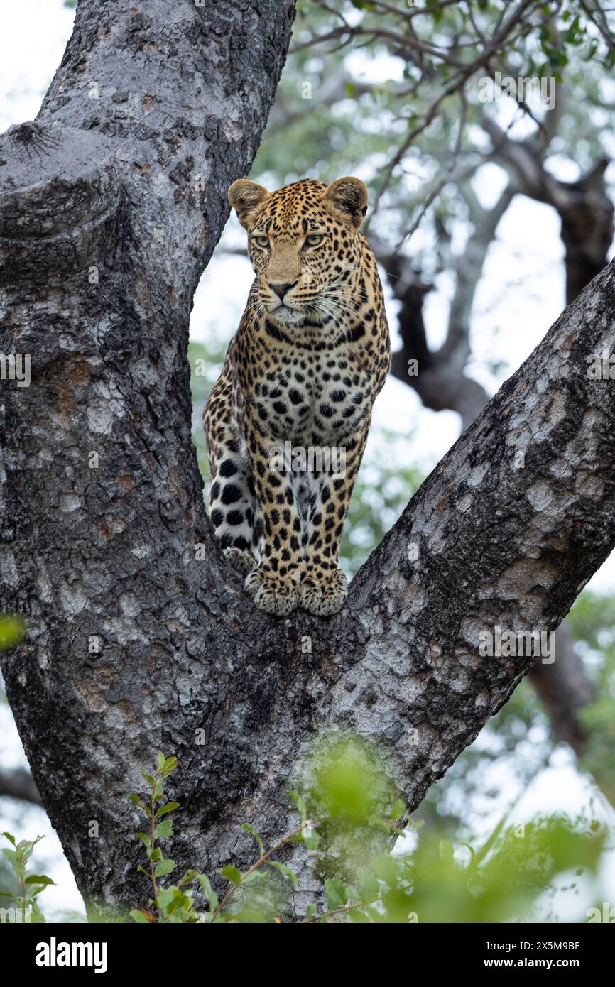 Un léopard mâle, Panthera pardus, debout dans la fourche d'un arbre. Banque D'Images