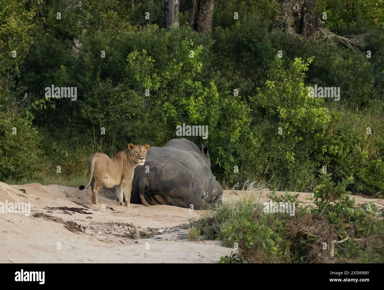 Une lionne, Panthera leo, debout à côté d'un rhinocéros, Rhinocerotidae. Banque D'Images