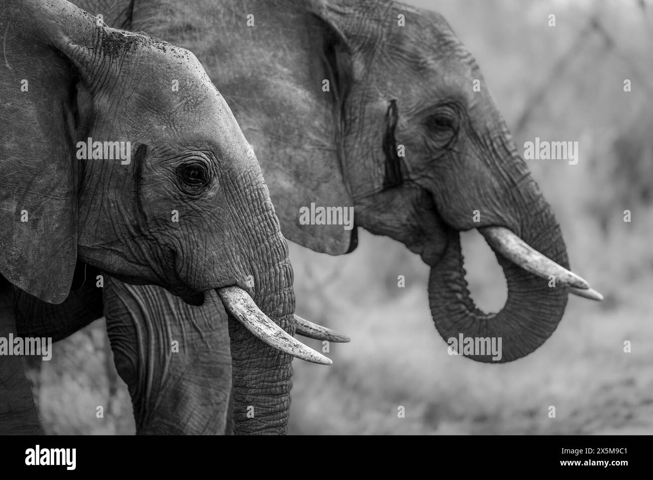 Deux éléphants, Loxodonta africana, buvant, en noir et blanc. Banque D'Images