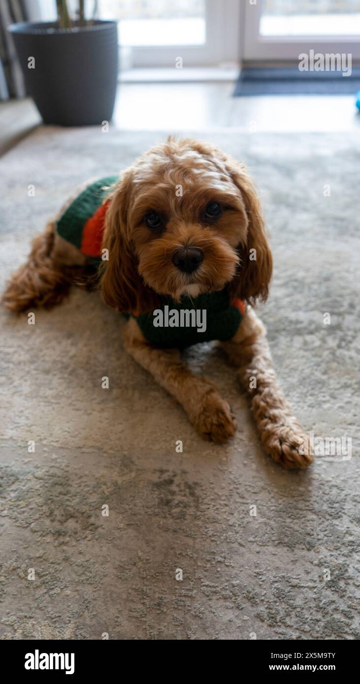 Portrait de petit chien relaxant sur tapis Banque D'Images