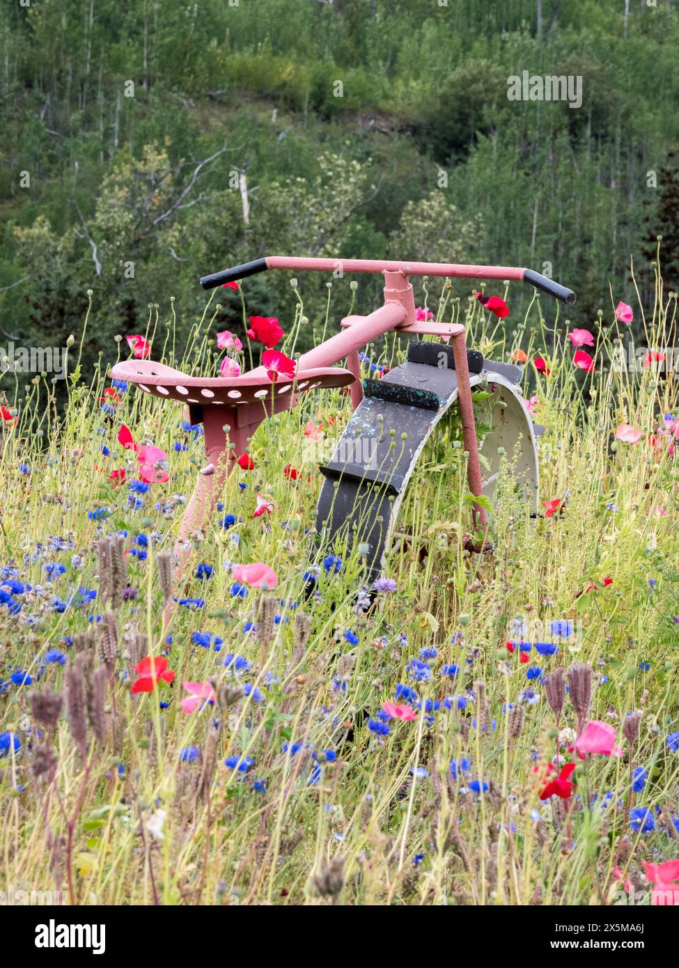 États-Unis, Alaska. Vieux vélo rose antique dans un champ de fleurs sauvages. Banque D'Images