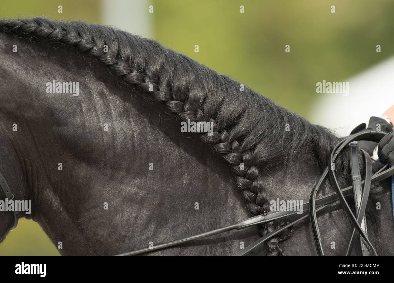 fermer la récolte de la tresse continue ou de la tresse courante sur une crinière de cheval dans la compétition de dressage cheval de tir de tête cheval portant une double bride avec couvre-oreille le Banque D'Images