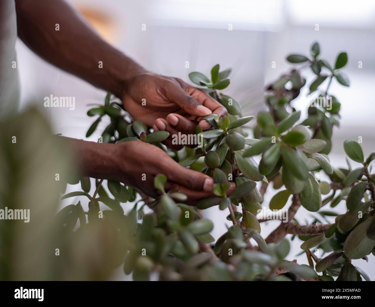 Gros plan des mains touchant une plante de jade Banque D'Images