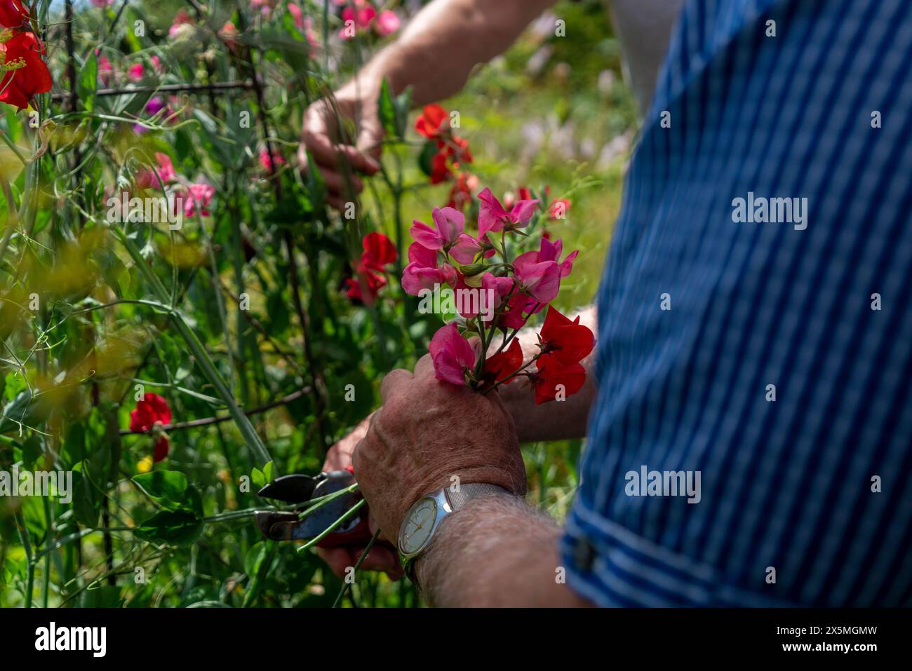 Les hommes âgés coupent des fleurs Banque D'Images
