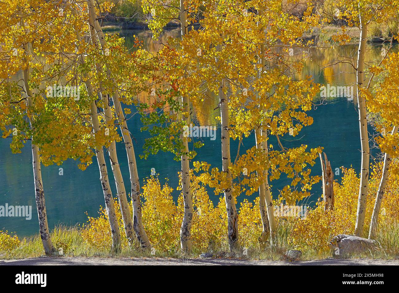 États-Unis, Californie, Bishop. Bishop Canyon, couleur automne et lac bleu Banque D'Images