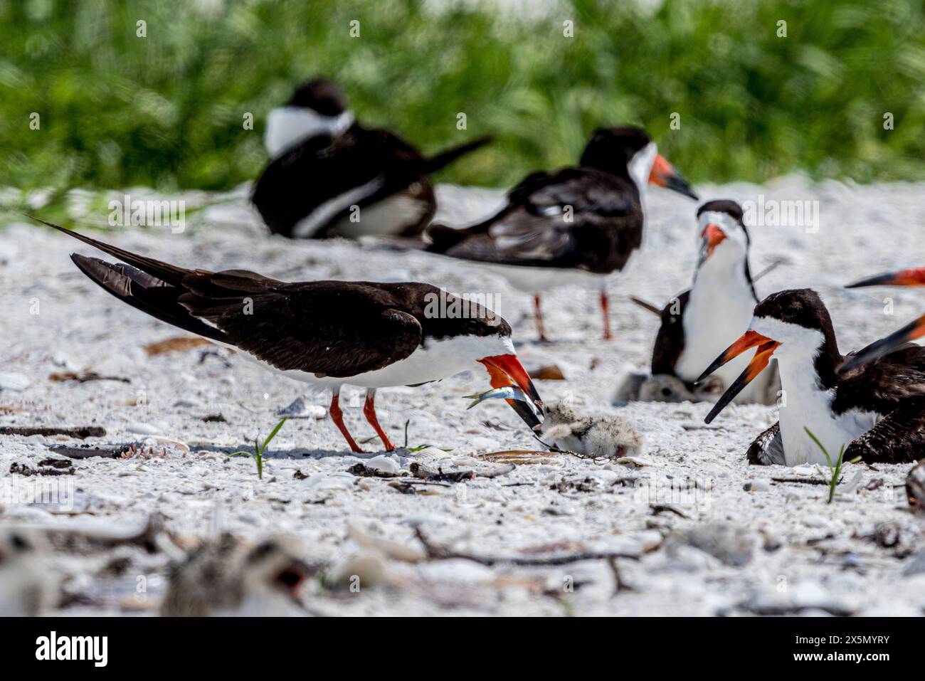 Un écumoire noir présente un poisson à son jeune poussin. Banque D'Images