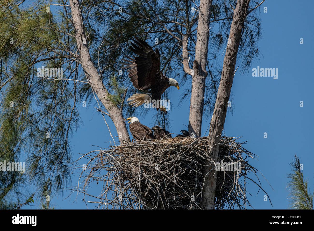 Nidification d'aigles à tête blanche avec des jeunes sur Marco Island, Floride. Banque D'Images