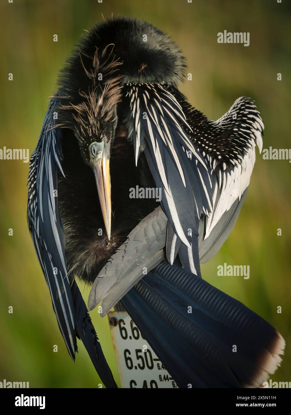 Anhinga mâle preening utilisant la glande à huile pour l'imperméabilisation, Anhinga Trail, Parc National des Everglades, Floride, États-Unis Banque D'Images