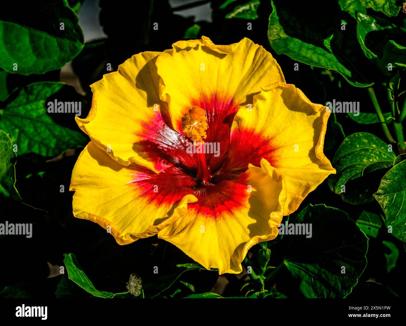 Fleurs colorées d'hibiscus jaune rouge, Waikiki, Oahu, Hawaii. Banque D'Images