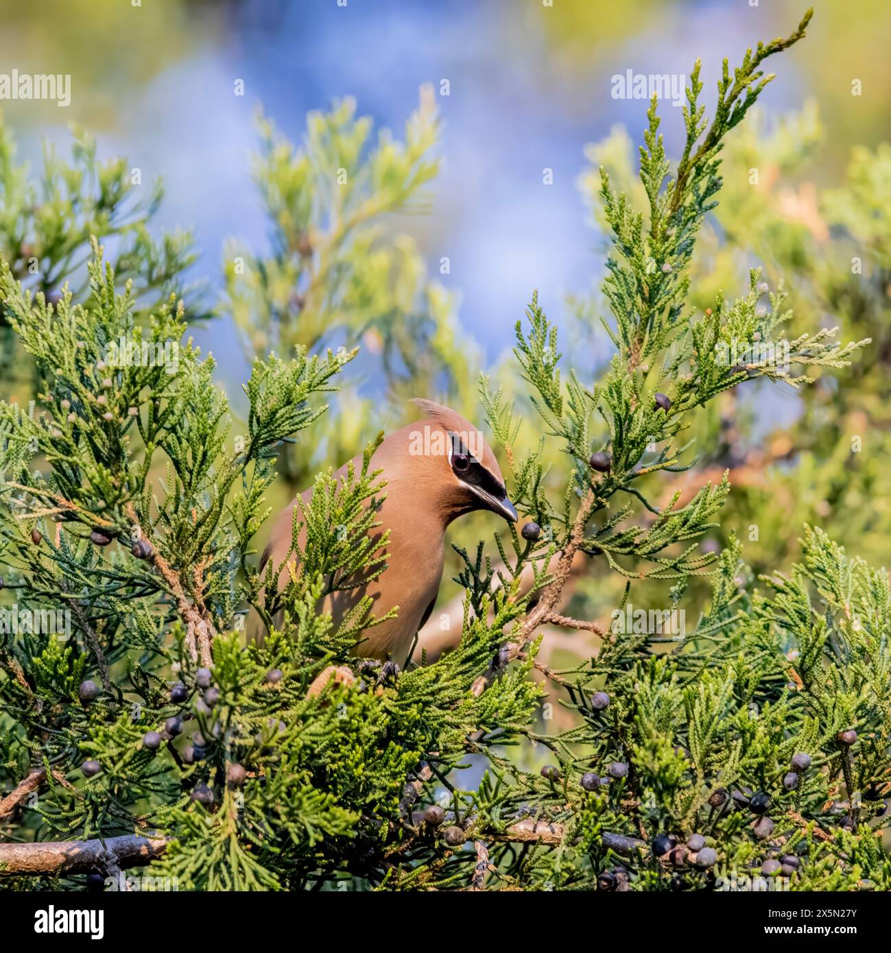 Belles ailes de cèdre perchées dans un arbre, se reposant pour un long voyage vers le nord au printemps. Banque D'Images