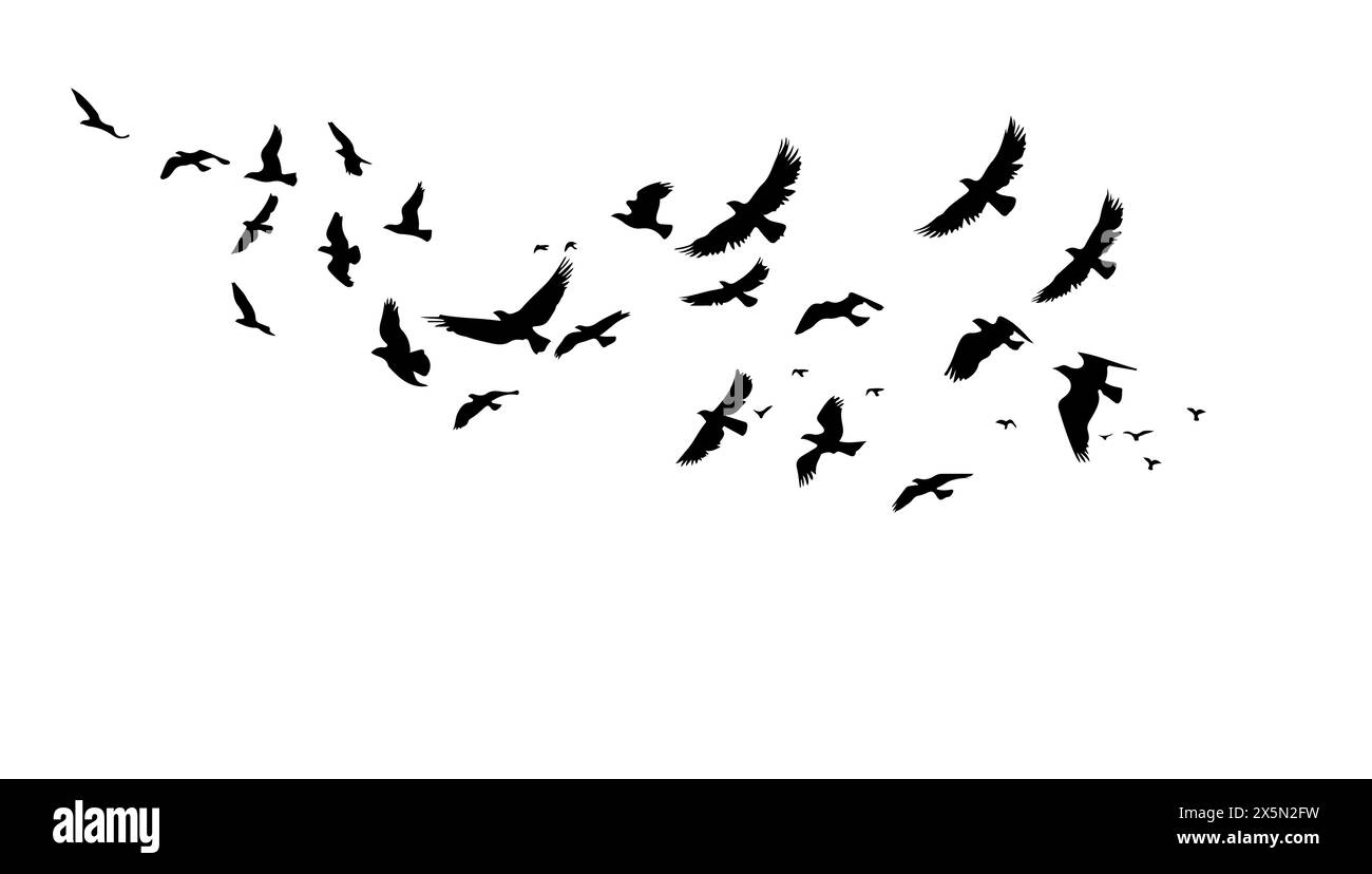 Un troupeau d'oiseaux volants. Illustration vectorielle en noir et blanc. Silhouette groupe oiseau et liberté air. Élément de conception horizontal dessin animé isolé blanc Illustration de Vecteur Un troupeau d'oiseaux volants. Illustration vectorielle en noir et blanc. Silhouette groupe oiseau et liberté air. Élément de conception horizontal dessin animé isolé blanc Illustration de Vecteur