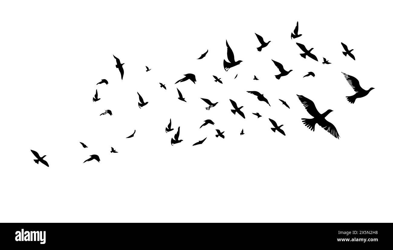 Un troupeau d'oiseaux volants. Illustration vectorielle en noir et blanc. Silhouette groupe oiseau et liberté air. Élément de conception horizontal dessin animé isolé blanc Illustration de Vecteur Un troupeau d'oiseaux volants. Illustration vectorielle en noir et blanc. Silhouette groupe oiseau et liberté air. Élément de conception horizontal dessin animé isolé blanc Illustration de Vecteur