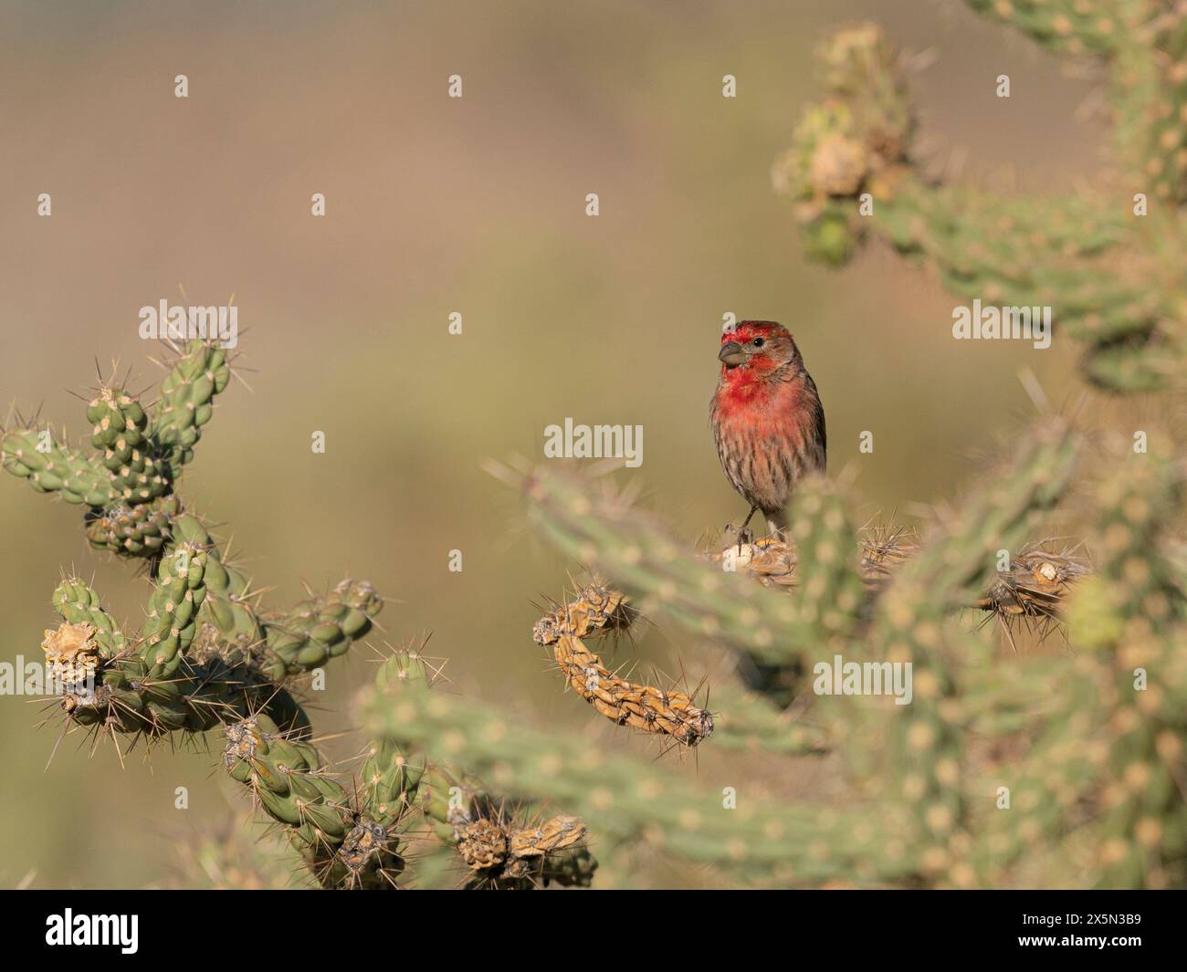 finch de maison mâle non indigène à Cholla Cactus, Embudito Canyon Trail, Albuquerque, Nouveau-Mexique Banque D'Images