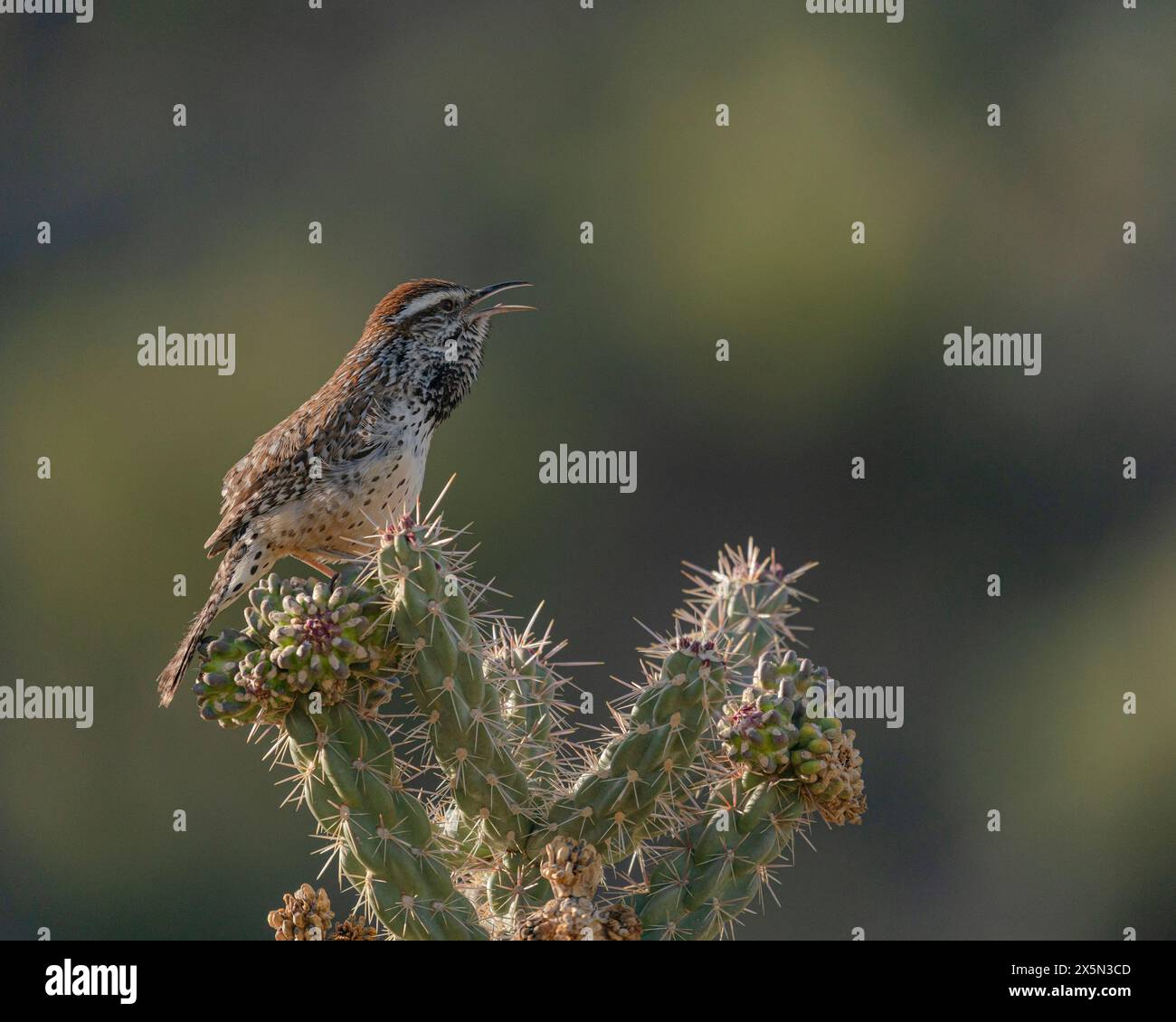 Cactus Wren chantant sur Cholla Cactus, Embudito Canyon Trail, Nouveau-Mexique Banque D'Images