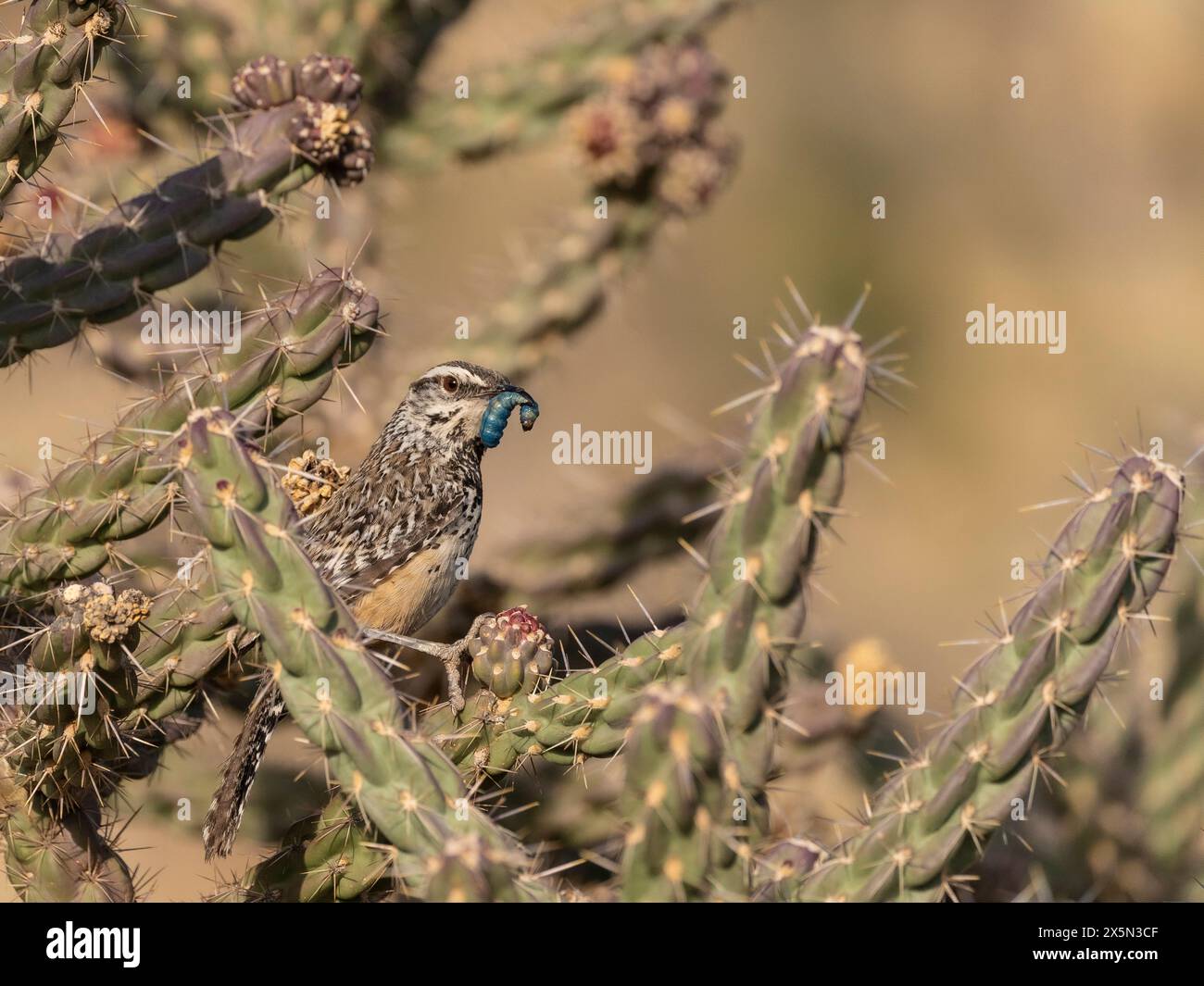Cactus Wren avec de la nourriture pour maté, Embudito Trail, Albuquerque, Nouveau-Mexique Banque D'Images