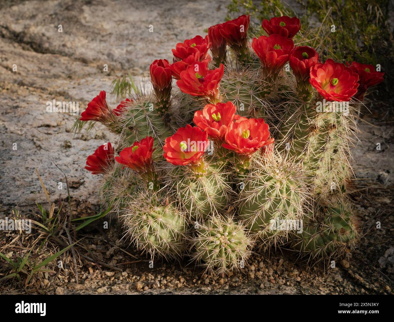 Cactus Claret Cup, Embudito Canyon Trail, Nouveau-Mexique Banque D'Images