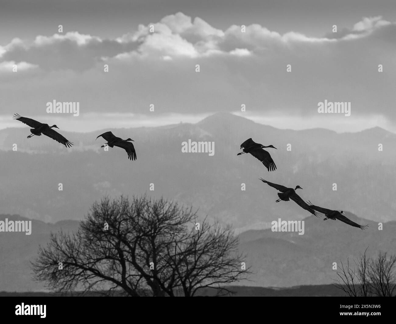 Oiseaux volant dans la réserve naturelle de Bernardo, Nouveau-Mexique avant le crépuscule. Banque D'Images