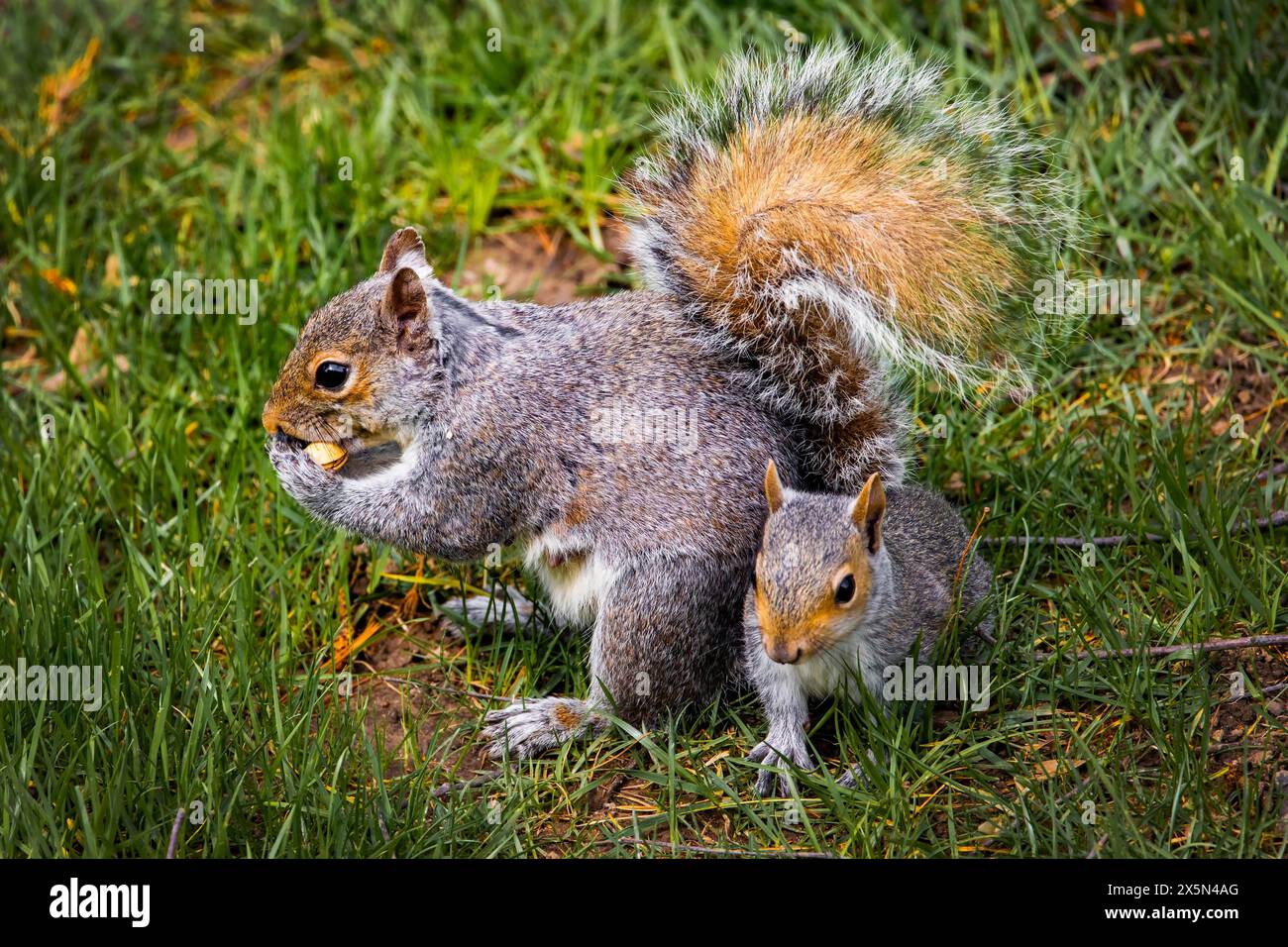 Famille d'écureuil jouant ensemble mère et kit sur l'herbe de près Banque D'Images