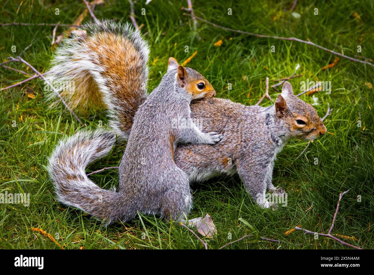 Famille d'écureuil jouant ensemble mère et kit sur l'herbe de près Banque D'Images