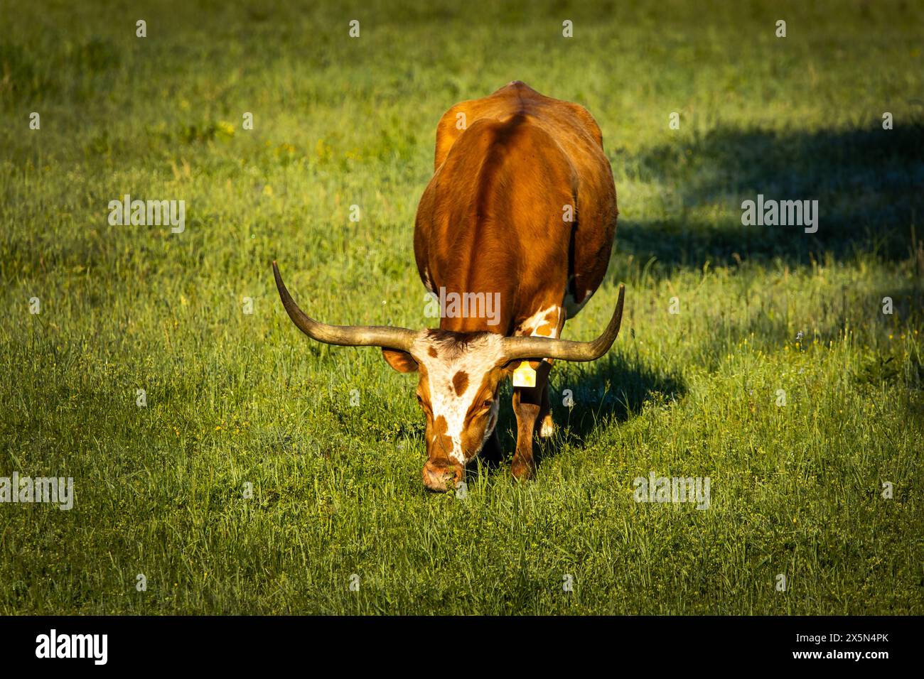Célèbre Texas Longhorn vache de race américaine se nourrissant librement au ranch prairie matin d'été Banque D'Images
