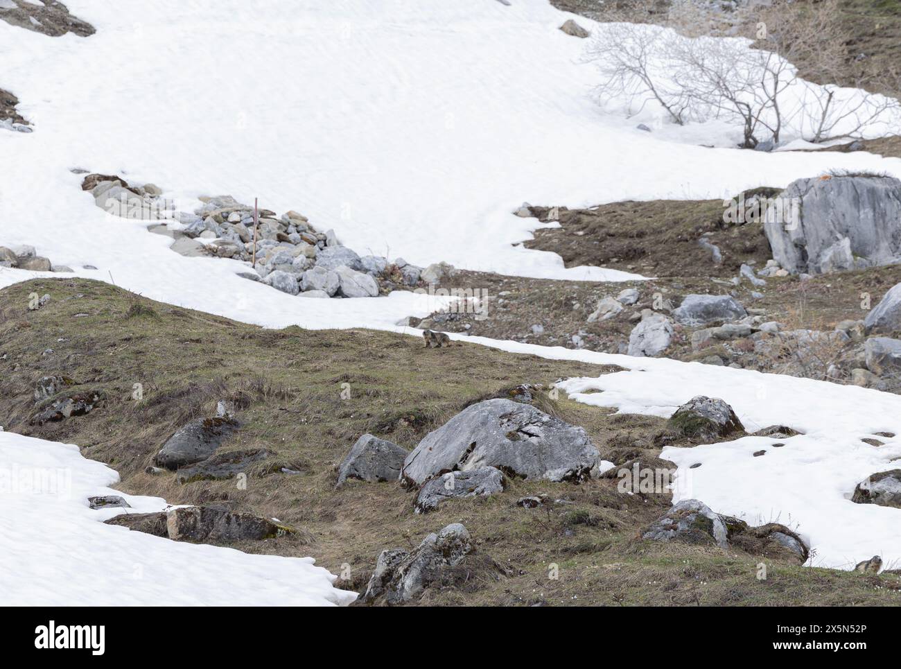 Une marmotte maigre (marmotte) émerge de l'hibernation début mai dans la station de ski alpin française de Tignes où l'herbe gagne lentement sur la couverture neigeuse. Banque D'Images