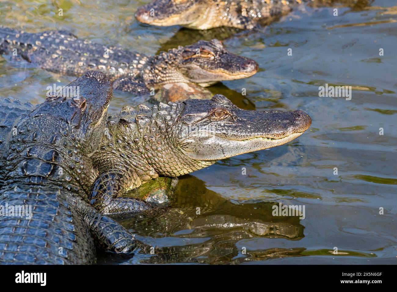 États-Unis, Texas, comté de Cameron. South Padre Island, South Padre Island Birding and nature Center, alligator américain dans l'étang d'exposition Banque D'Images