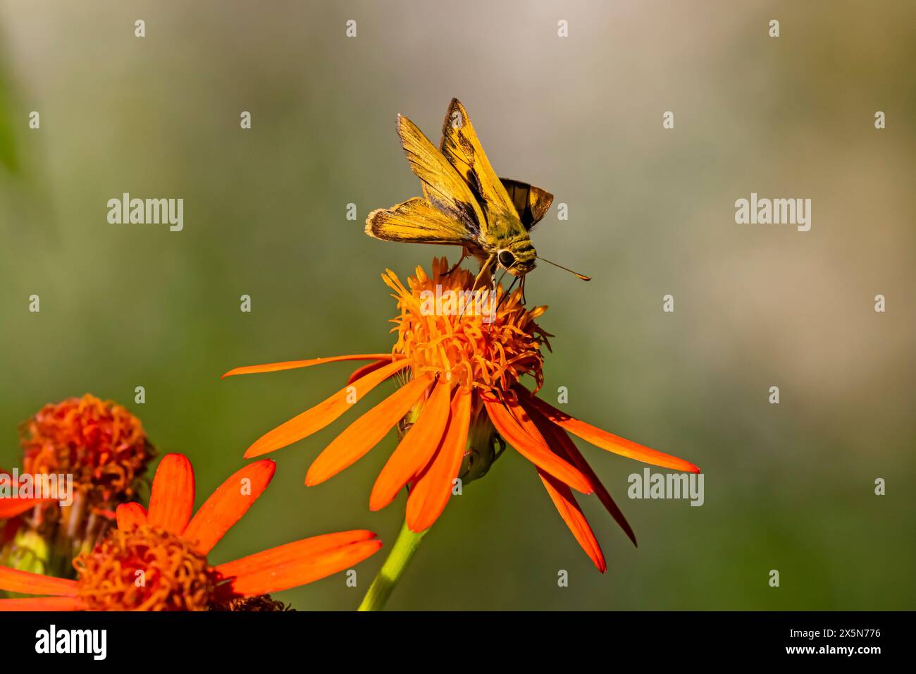 États-Unis, Texas, National Butterfly Center, Whirlabout skipper Feeding Banque D'Images