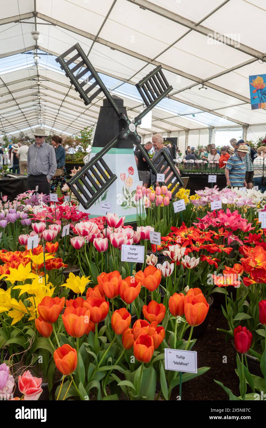 9 mai 2024. RHS Malvern Spring Festival a ouvert aujourd'hui par une chaude journée ensoleillée. Des milliers de visiteurs ont assisté à l'exposition florale annuelle au Three Counties Showground à Malvern, Worcestershire, Angleterre, Royaume-Uni. L'événement se déroule sur 4 jours, se terminant le 12 mai 2024. Sur la photo : intérieur du chapiteau floral Banque D'Images
