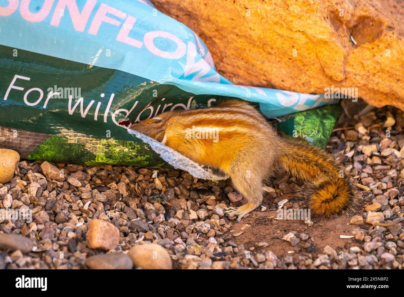 États-Unis, Utah, Grand Staircase Escalante National Monument. Moins de chipmunk mangeant du sac de graines d'oiseau. (Usage éditorial uniquement) Banque D'Images