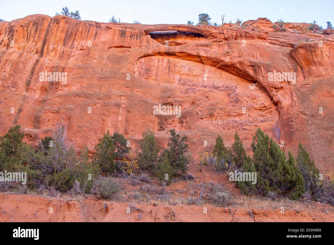 États-Unis, Utah, Grand Staircase Escalante National Monument. Mur de grès et arche au-dessus des arbres. Banque D'Images