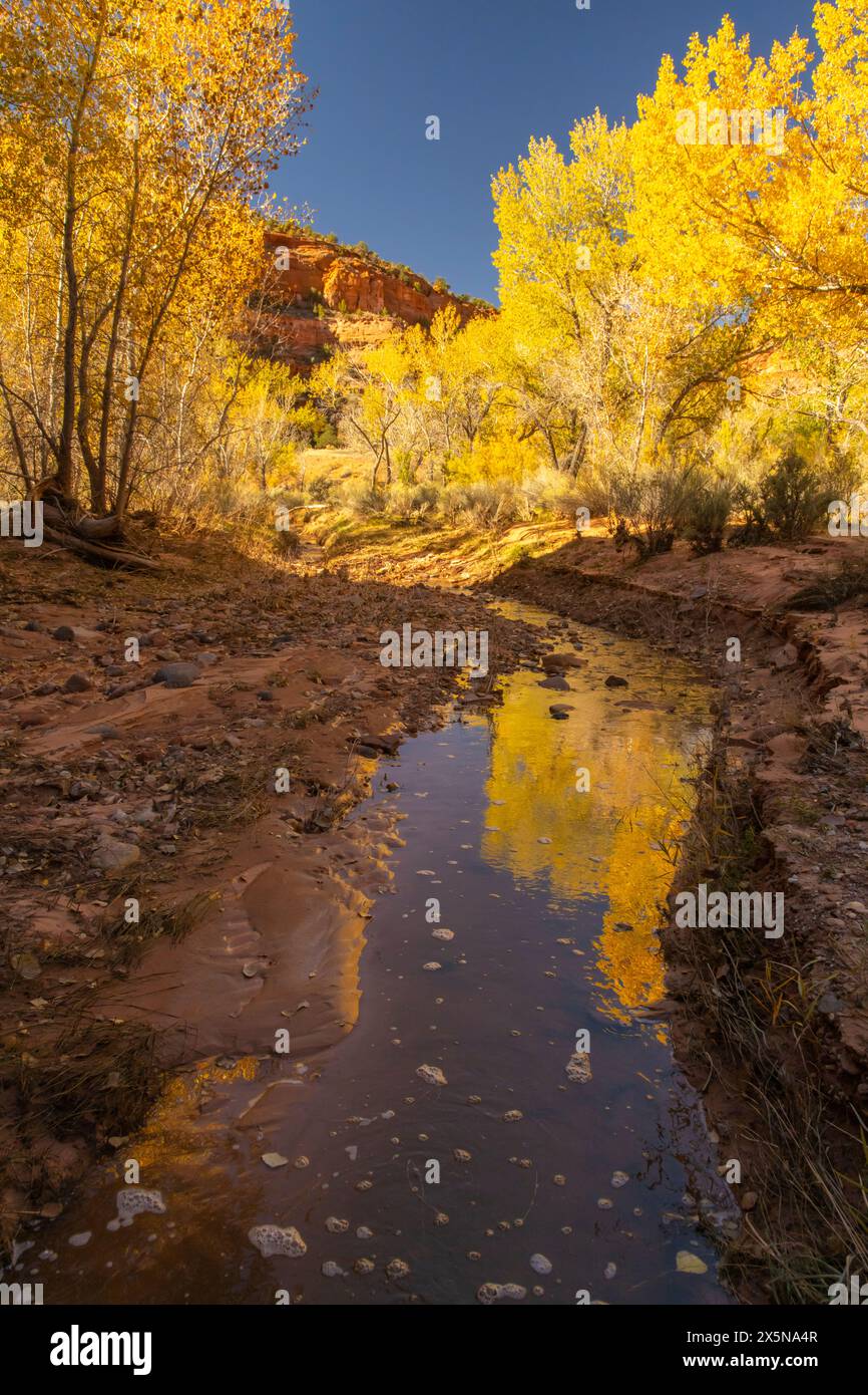 États-Unis, Utah, Grand Staircase Escalante National Monument. Le ruisseau Gulch et les arbres d'automne. Banque D'Images