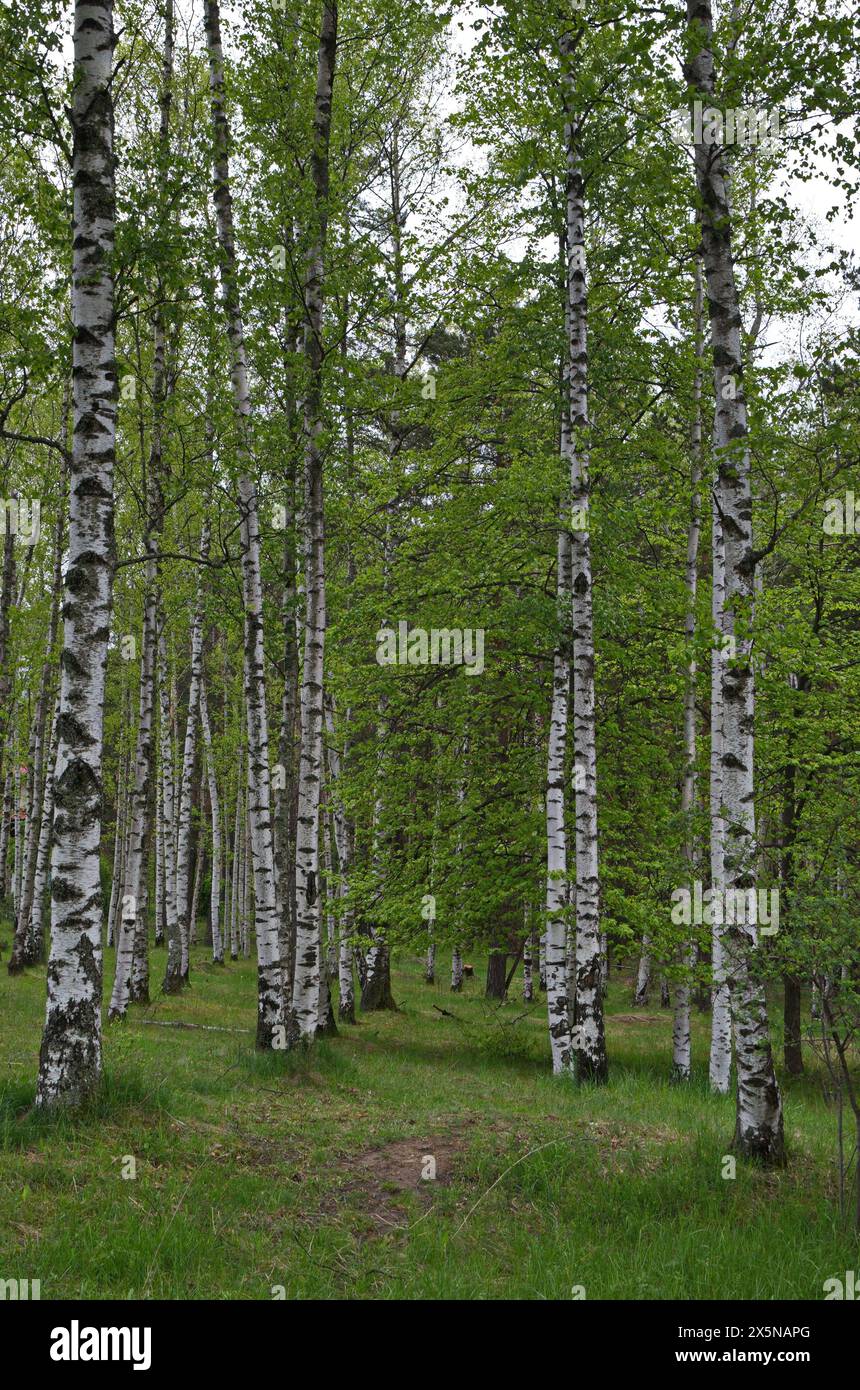 Forêt de bouleau frais du début de l'été dans la montagne Vitosha, Bulgarie Banque D'Images