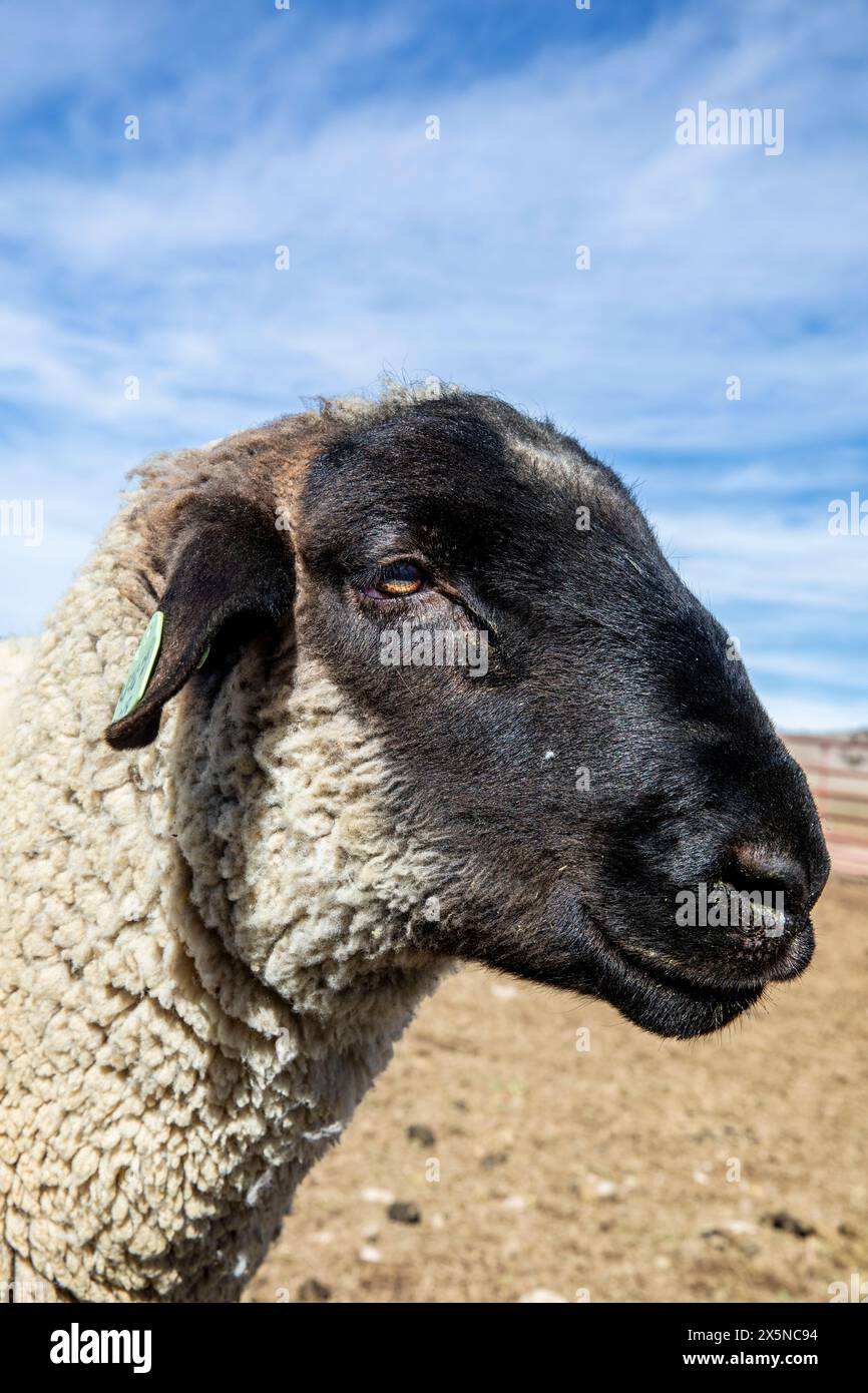 Un mouton du Suffolk regardant. Banque D'Images